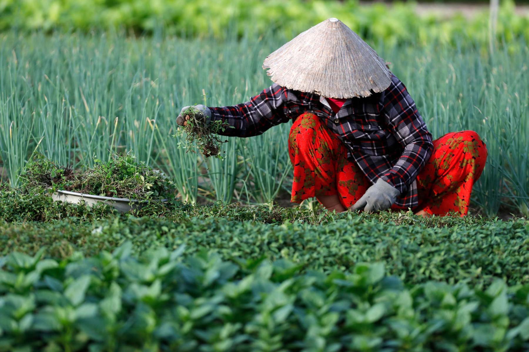 /fm/Files//Pictures/Ido Uploads(1)/Asia/Vietnam/Tra Que/Tra Qua - Farmer at Work - Hoi An - NS - SS.jpg